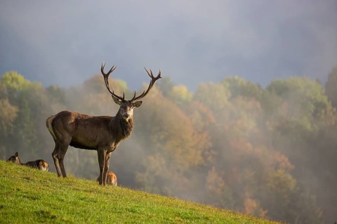 A herd of red deer (Cervus elaphus) stands in a meadow, A forest with autumn leaves can be seen in