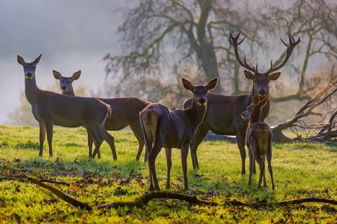 A herd of red deer hind and a stag (Cervus elaphus) stand backlit on a meadow. Early morning light