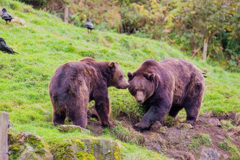 Two eurasian brown bears (Ursus arctos arctos) digging for something on a meadow in hilly terrain.