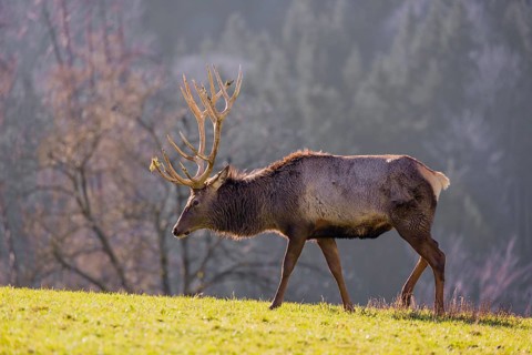 An Altai maral stag, Altai wapiti or Altai elk (Cervus canadensis sibiricus) stands in a meadow in