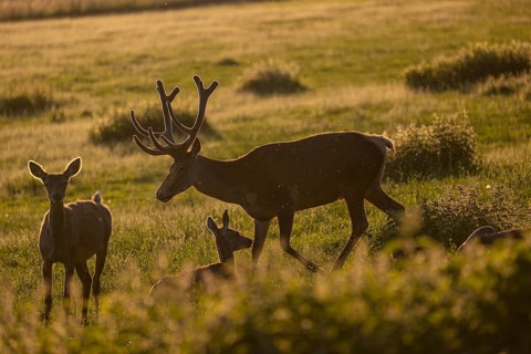 One male Altai maral, Altai wapiti or Altai elk (Cervus canadensis sibiricus) roaming over a meadow
