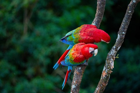 Red-and-green macaw (Ara chloropterus) Buraco das Araras Brazil