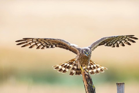 Montagu's harrier (Circus pygargus) wbl Germany