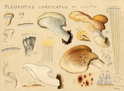 Mushroom, Mushrooms, Berindeter Seitling, Eichenseitling, Pleurotus dryinus, authentic reproduction