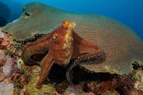 Underwater photo of Common Octopus (Octopus vulgaris) sitting in seemingly relaxed position on