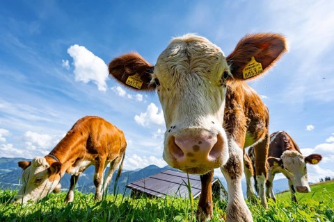 Three young curious calves (Bos primigenius taurus), cows on an alpine meadow, stretching their