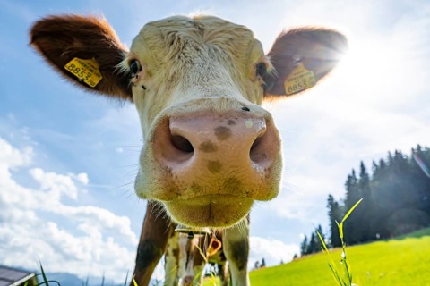 Young curious calf (Bos primigenius taurus), cow on an alpine meadow, snout stretched towards the