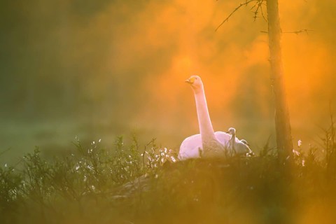 Whooper swan. Cygnus cygnus. Whooper swan at nest with new born cygnet. Photo taken around 2am when
