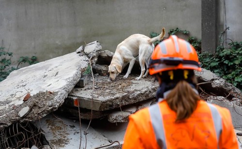 Rescue dog training, the sniffer dogs practise searching for trapped people in the rubble of