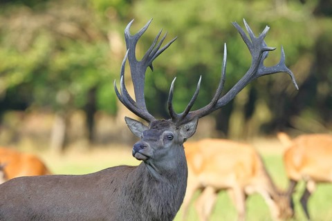 Red deer (Cervus elaphus), capital stag in a forest clearing, animal portrait, wildlife, Sauerland,