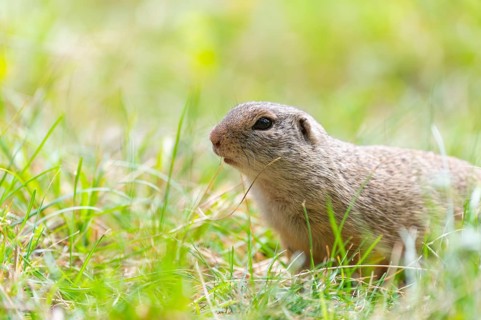 European ground squirrel (Spermophilus citellus) on a meadwo, Bavaria, Germany, Europe