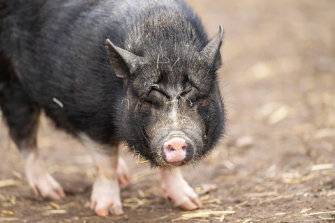 Vietnamese Pot-bellied pig standing on the ground, Bavaria, Germany, Europe