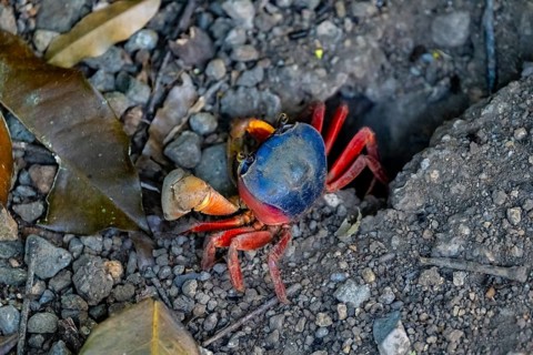 Harlequin crab (Cardisoma armatum), Manuel Antonio National Park, Puntarenas district, Costa Rica,