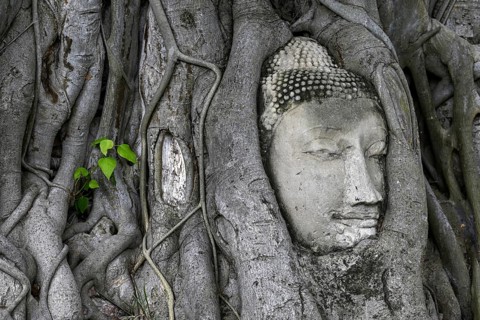 Sandstone Buddha head at the foot of a Bodhi tree in Wat Mahathat, Temple of the Great and Holy