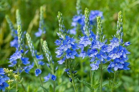 Veronica teucrium (Veronica teucrium) in flower, Saxony, Germany, Europe