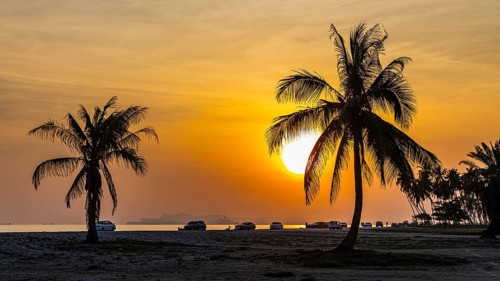 Coconut palms (Cocos nucifera) at sunset on the beach of Salalah, Dhofar Province, Arabian