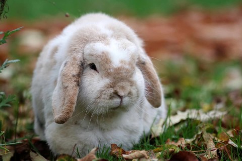 Domestic rabbit (Oryctolagus cuniculus domestica), ram rabbit, portrait, garden, autumn colours,