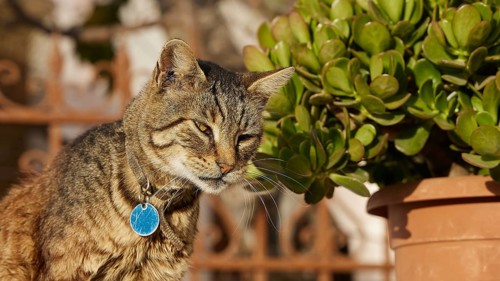 Tabby cat looks thoughtfully next to a pot with green plants, cat, Pyles, west coast, mountain