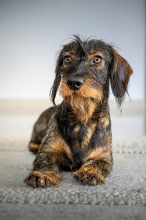 Rough-haired dachshund (Canis lupus familiaris), male, 2 years, animal portrait, Baden-Württemberg,