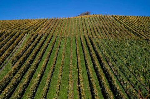 vineyard, vines, grapevines, winegrowing, autumn colouring, autumn, graphic, Strümpfelbach,