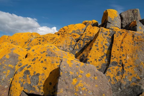 Orange-yellow lichen on columnar basalt, blue sky, Iceland, Europe