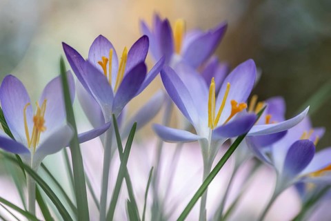 Elf crocus (Crocus tommasinianus), Emsland, Lower Saxony, Germany, Europe