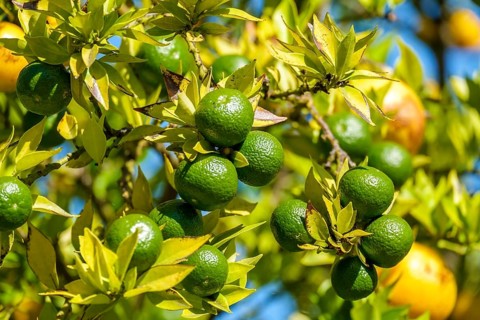 Green citrus fruits on a densely overgrown tree, bright colours in nature, Netherlands
