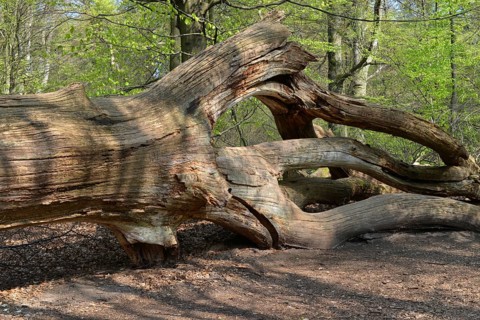 Old oak, (Quercus) deadwood in Reinhardswald, North Hesse, Germany, Europe