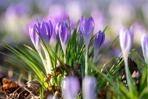 Purple crocuses blooming in the sunshine, surrounded by green leaves, Germany, Europe