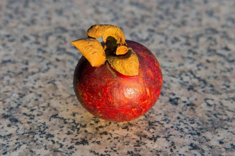 A single mangosteen lies on a stone floor, Mangosteen (Garcinia mangostana), Mangosteen