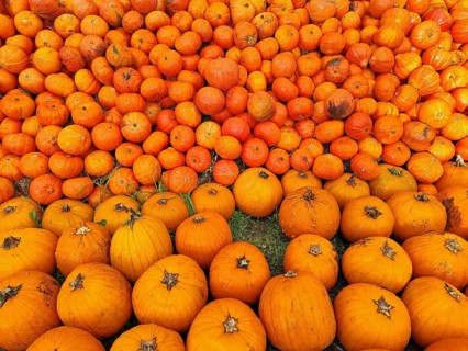 Hokkaido pumpkins, Lower Saxony, Germany, Europe