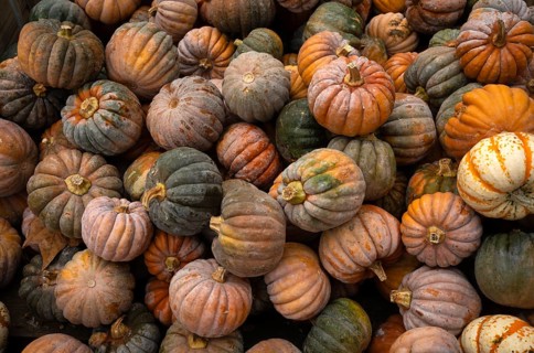 Blacklittle pumpkin, pumpkins, sales stand, Ludwigsburg, Baden-Württemberg, Germany, Europe