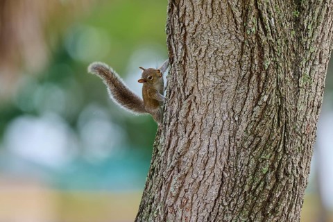 American grey squirrel (Sciurus carolinensis), climbing on a tree trunk in a natural environment,