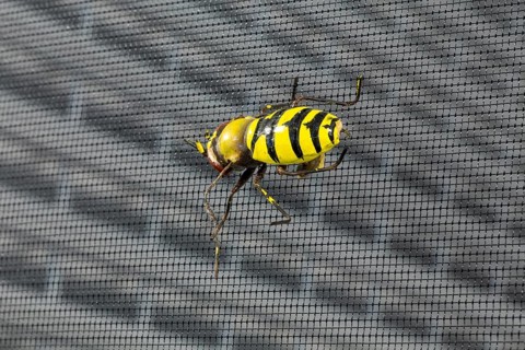 Close-up of an insect screen