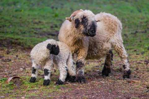 A female Valais Blacknose sheep and its lamb (Avis Aries) stand on a pasture on hilly ground