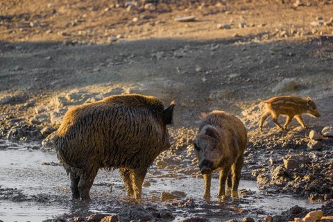 A wild boar or wild pig (Sus scrofa) shakes off the water and mud after a mud bath