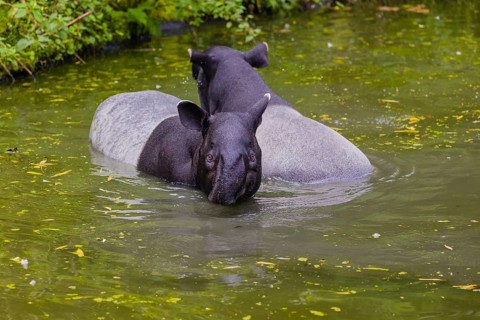 Two Malayan tapir (Acrocodia indica), one male and one female meet in the shallow water of a river