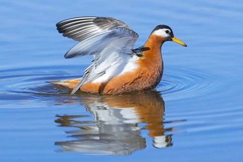 Red phalarope, grey phalarope (Phalaropus fulicarius) female in breeding plumage flapping wings in