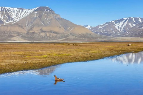 Red phalarope, grey phalarope (Phalaropus fulicarius) female in breeding plumage swimming in pond
