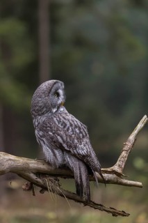 One great grey owl (Strix nebulosa) sitting on the root of a fallen spruce tree