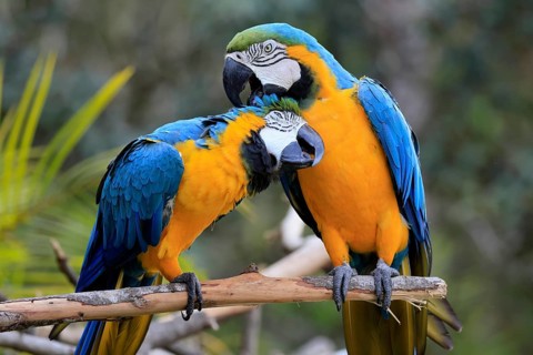 Yellow-breasted Macaw (Ara ararauna), adult, perch, pair, social behaviour, plumage care, South