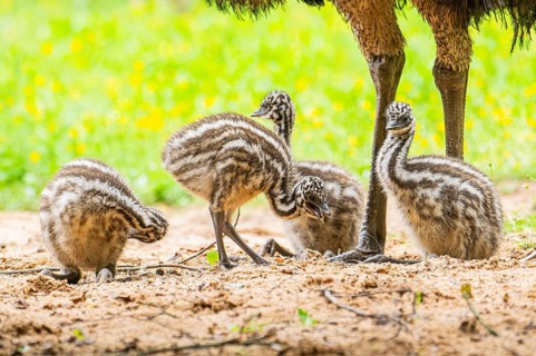 Emu (Dromaius novaehollandiae) youngsters on the ground, Bavaria, Germany, Europe