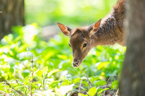 Fallow deer (Dama dama) fawn, portrait, in a forest, Bavaria, Germany, Europe
