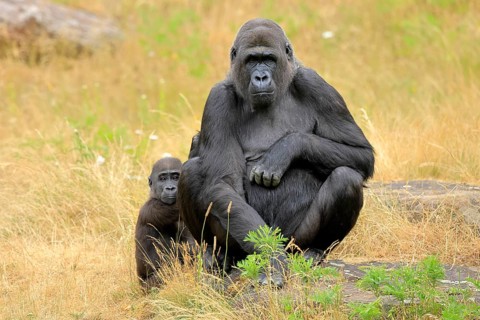 Western gorilla (Gorilla gorilla), adult, female, with young, sitting, on ground