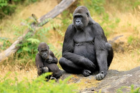 Western gorilla (Gorilla gorilla), adult, female, with young, sitting, on ground