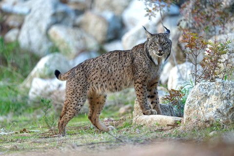Lynx pardinus, old male, smelling a scent mark, Andalusia Spain