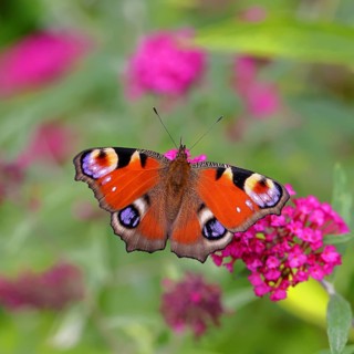 Peacock butterfly (Inachis io) sucking nectar on butterfly bush (Buddleja davidii), in a natural