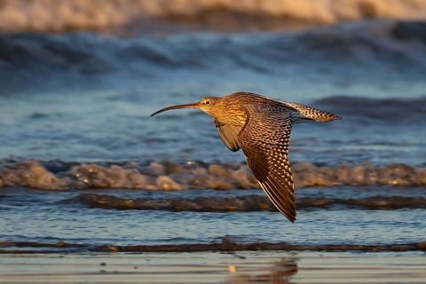 Eurasian curlew (Numenius arquata) adult bird flying over a coastline, Norfolk, England, United