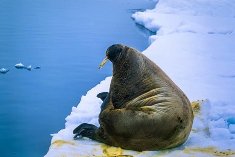 Walrus (Odobenus rosmarus) resting on a ice floe at the arctic sea Svalbard, Norway, Europe
