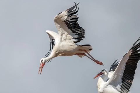 White stork (Ciconia ciconia) in flight during the nesting season in a village. Lower Rhine,